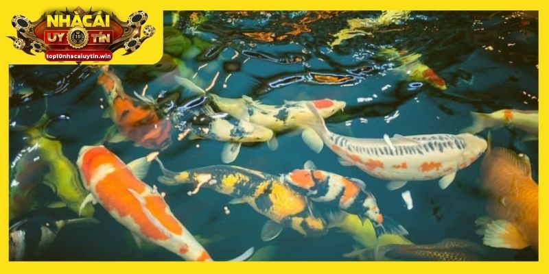 Cá bơi trong nước trong veo báo hiệu công việc thuận lợi và tài lộc dồi dào